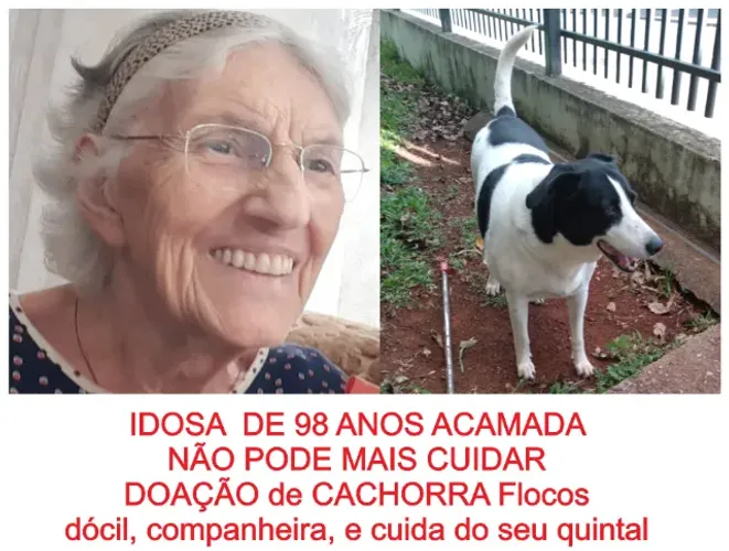 Doação de Cachorro Para Cuidar do quintal  
