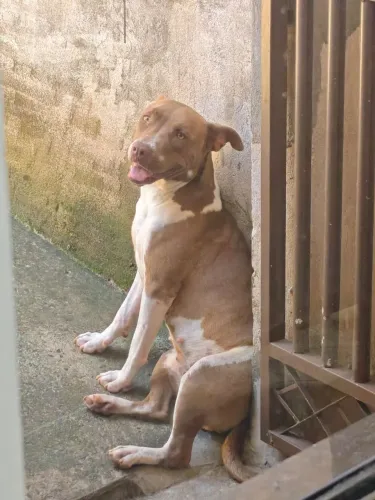PIT BUL