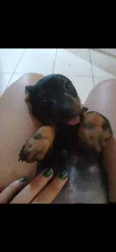 Filhotes cofap Fêmeas