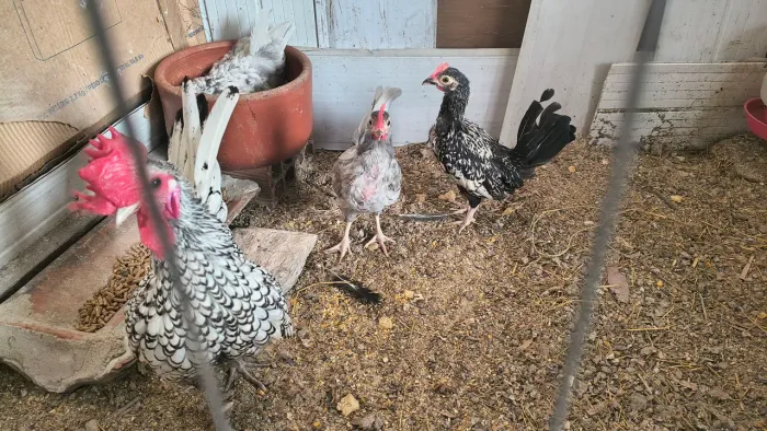 Galo garnisé e dois filhotes de 3 meses