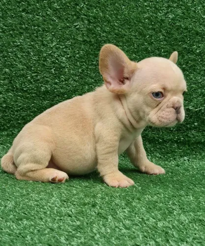 Filhote de Bulldog Francês macho,linhagem europeia,olhos verdes,vacinados e vermifugados,