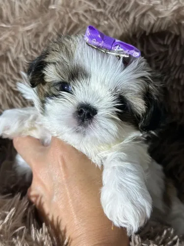 Shih Tzu Fêmea Pronta Entrega!! Mocinha Linda.
