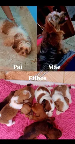 Filhotes yorkshire e shitzu
