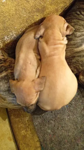 Filhotes de Fila Brasileiro
