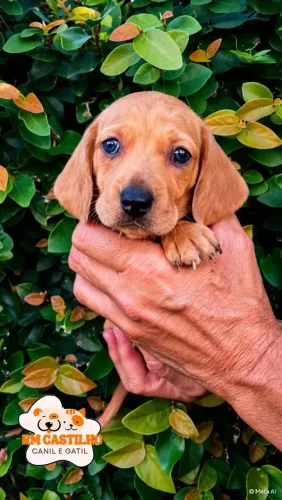 Dachshund filhotes 