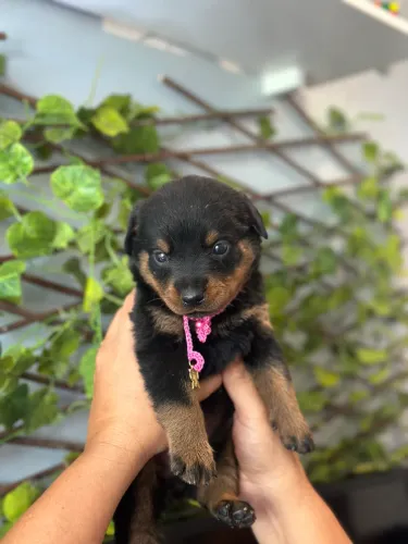 Rottweiler 