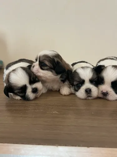 FILHOTES DE SHIH-TZU À VENDA