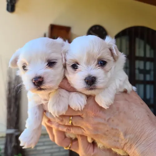 Filhotes De Maltês - O Amor Verdadeiro E Peludo E Sempre Estará Ao Seu Lado 