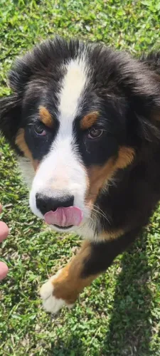 Bernese filhotao macho