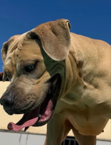 Filhotes de Cane Corso em Londrina