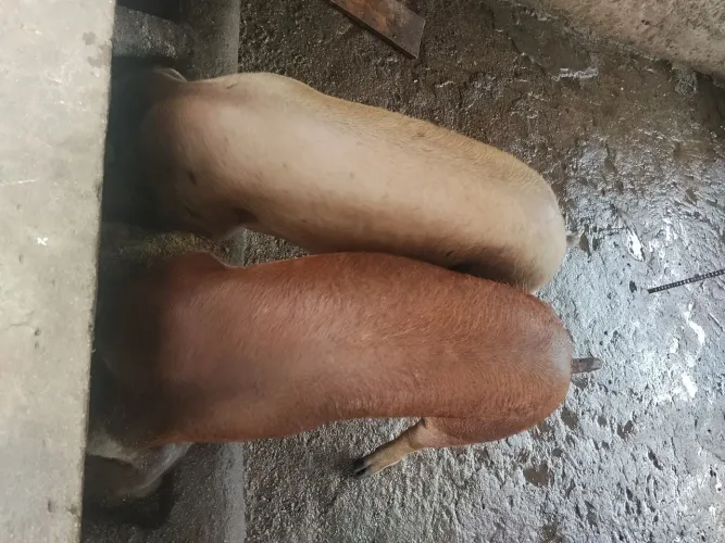 Porcos a venda 