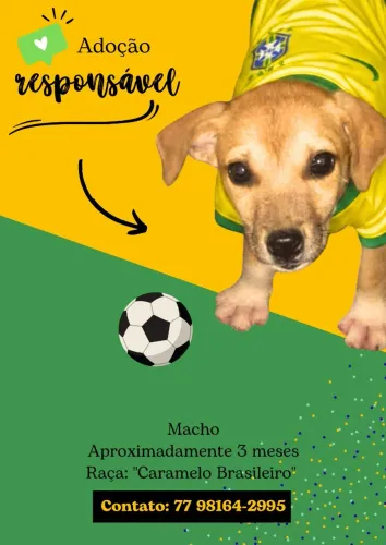 Adoção responsável 