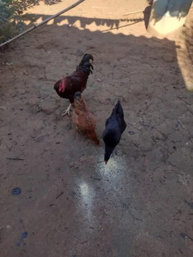 Galinha caipira