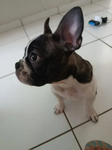 Bulldog Francês 