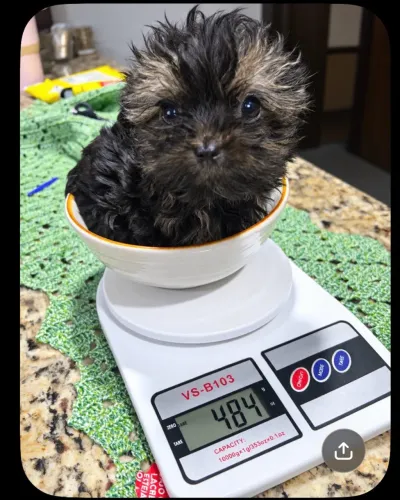 Filhote de yorkshire micro