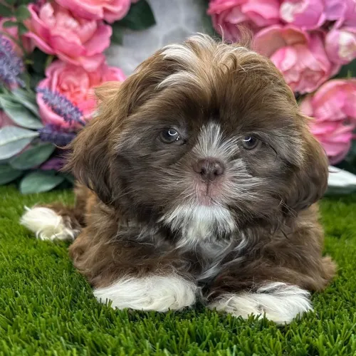 Shih tzu:Um amor de pelagem macia