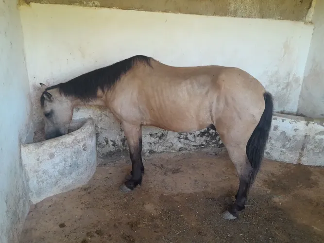 Cavalo mestico de manga larga com quarto de milha