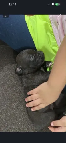 Filhotes de Pitbull à Venda