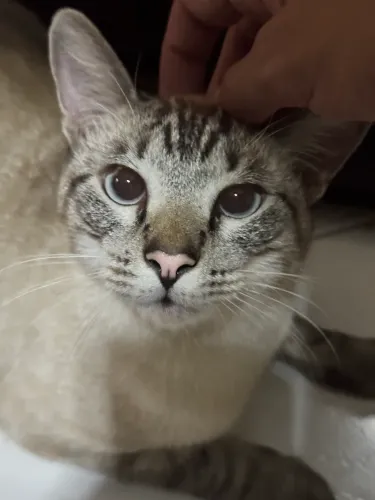 Gato de raça siamês, castrado e vacinado