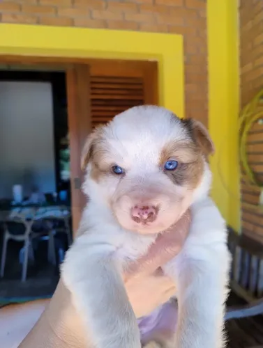 Border Collie de olhos azuis