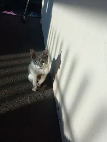 Gato