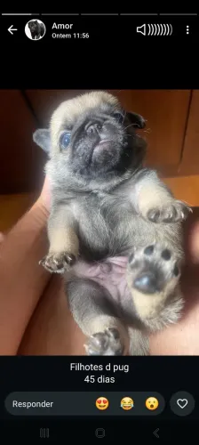 Pug filhote