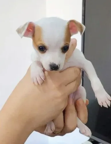 Pinscher raridade