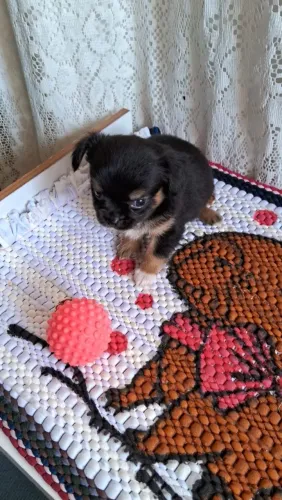 Chihuahua Pelô Longo 