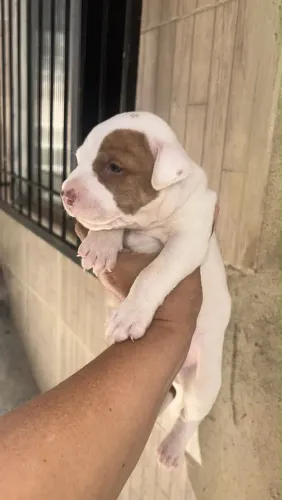 Filhote de Pitbull Puro- macho 