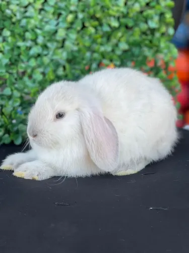 Coelhos mini lop uruguaios 