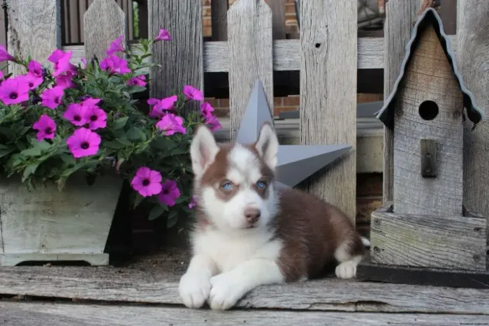 ?Filhotes de Husky Siberiano com procedência?