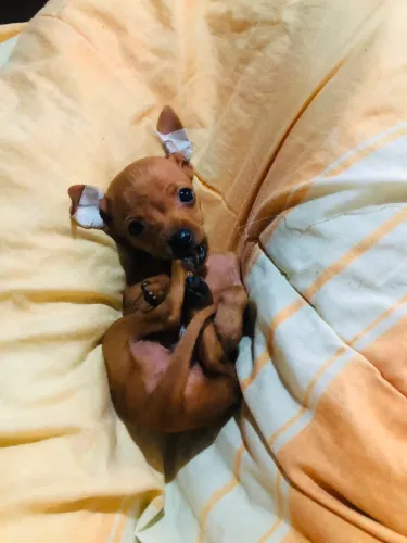 Pinscher 0 miniatura
