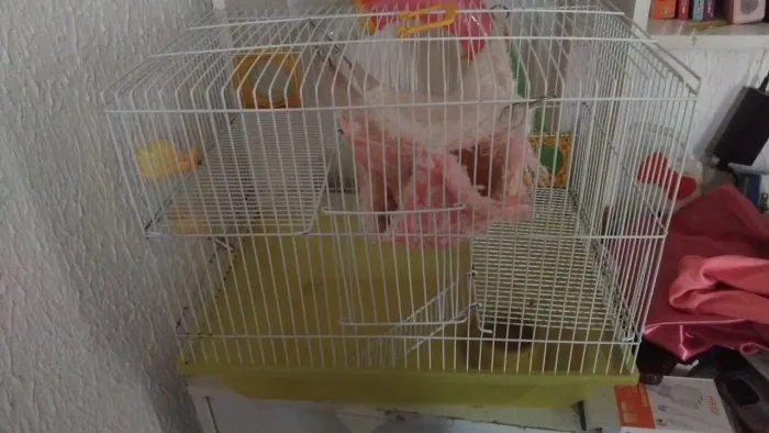 Vendo gaiola de roedor completa.
