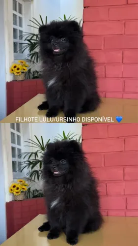 SPITZ ALEMÃO URSINHO