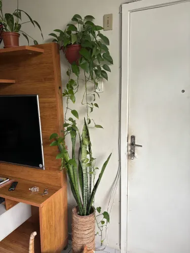 Jiboia adulta em vaso de parede