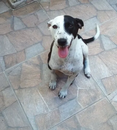 Cadela castrada adoção