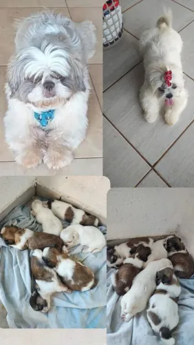 Filhotes de Shih Tzu