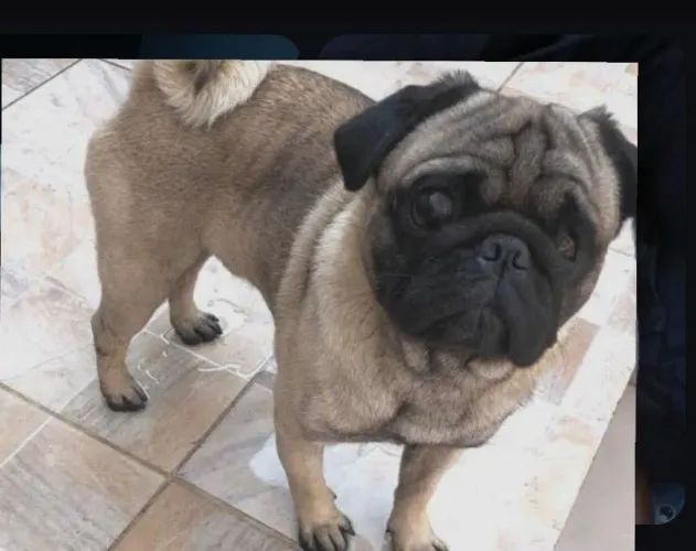 Pug fêmea