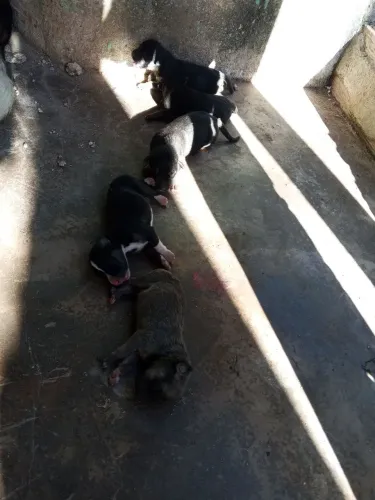 Cachorrinho-Doguinho