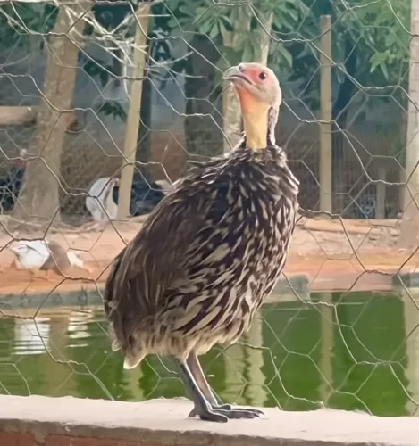 Galinha francolin