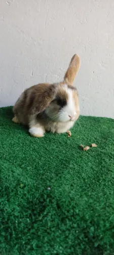 Coelho Mini Lop