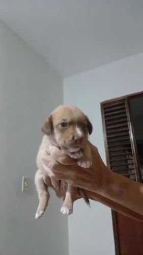 Cachorrinha