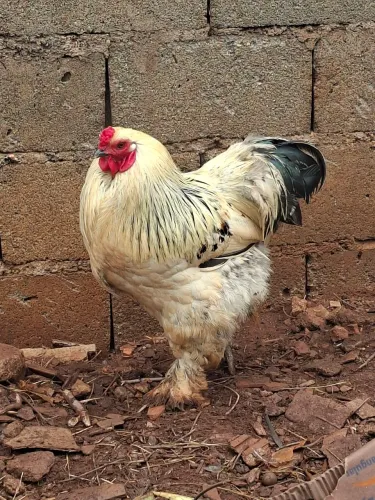 Vendo galo brahma novo