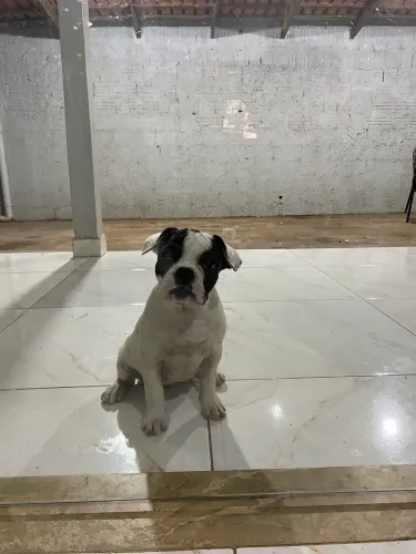 Filhotes Bulldog Francês