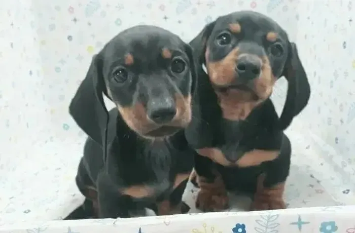Basset lindos entrego hoje mesmo