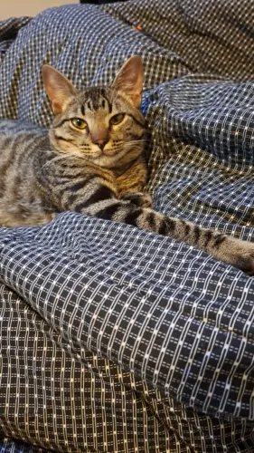 Doação de Gato Macho