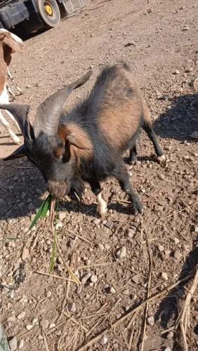 Cabra cabrito e bode 