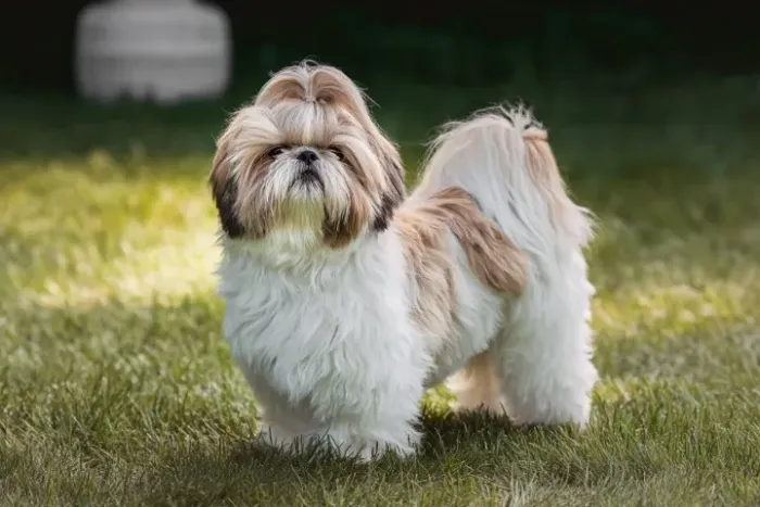 doação de cachorro