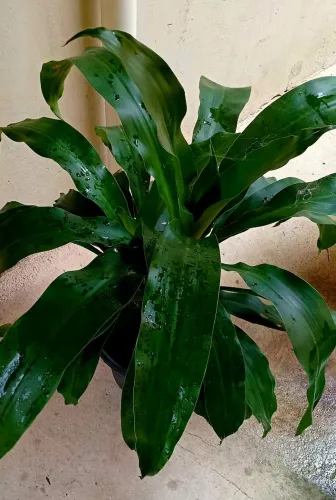 Planta Pau D'água