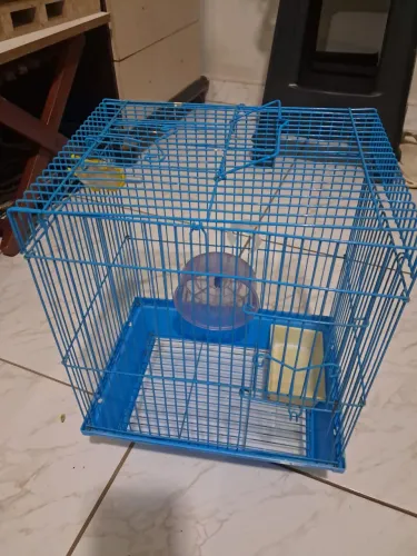 Casinha porquinho da india/hamster passarinho
